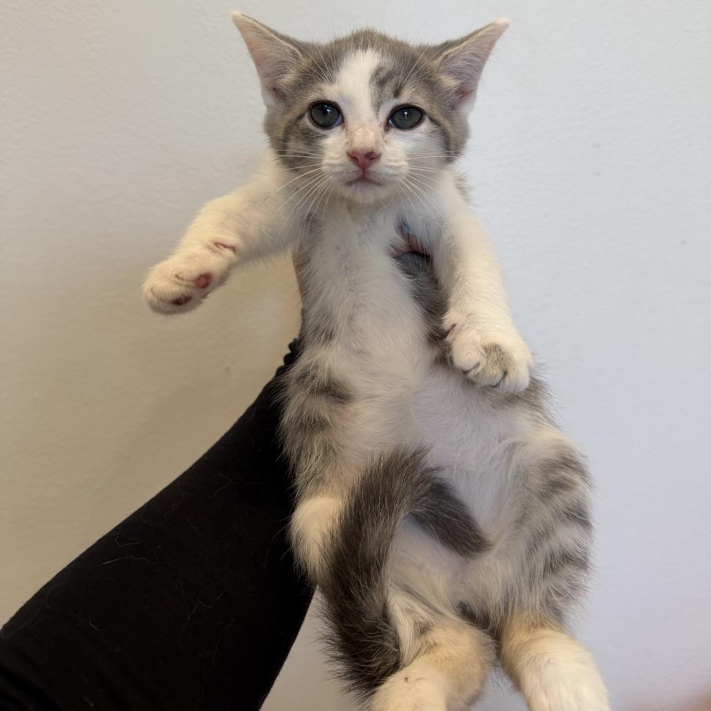 Enlarge Mrs Peacock, a Adoptable Domestic Short Hair in Chattanooga, TN image 2/5