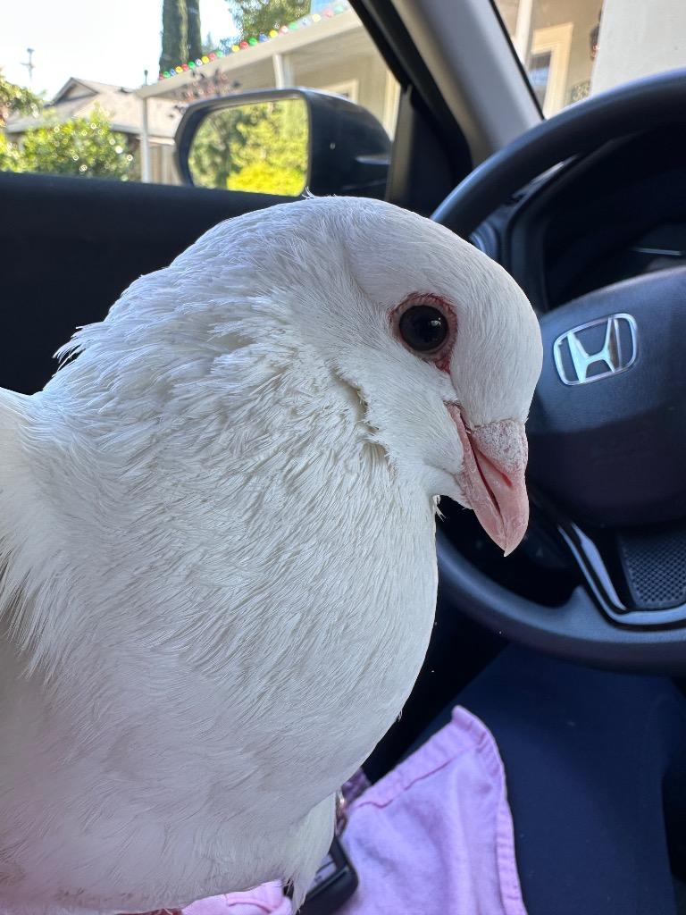 Conan, a Adoptable Pigeon in San Francisco, CA image 1/2