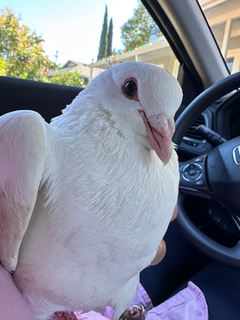Conan, a Adoptable Pigeon in San Francisco, CA image 2/2