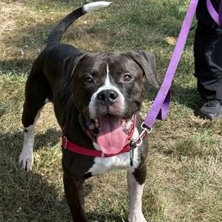 Midnight, Adoptable, Adult Male Pit Bull Terrier.