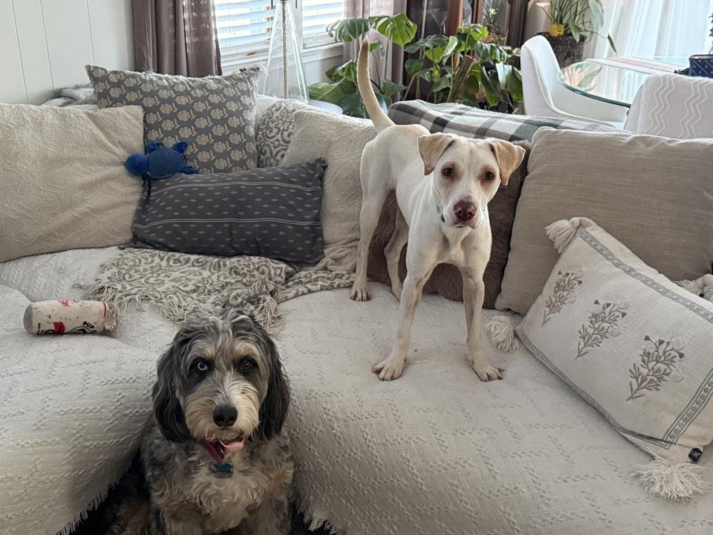 Enlarge Luna, a Adoptable mixed breed in North Reading, MA image 1/6