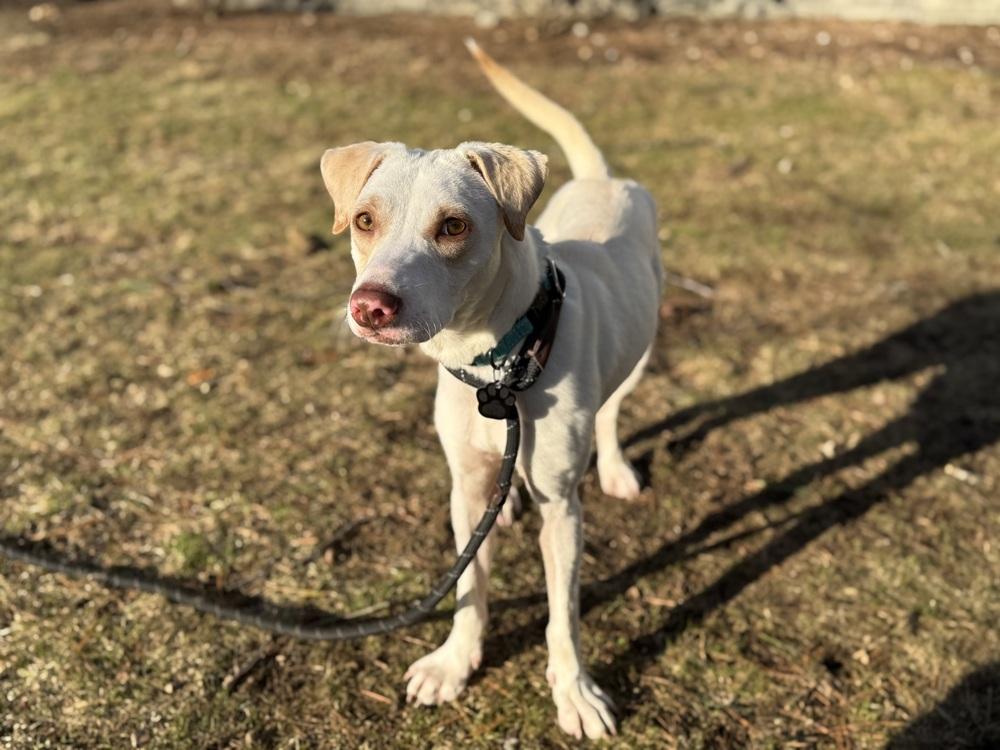 Enlarge Luna, a Adoptable mixed breed in North Reading, MA image 2/6