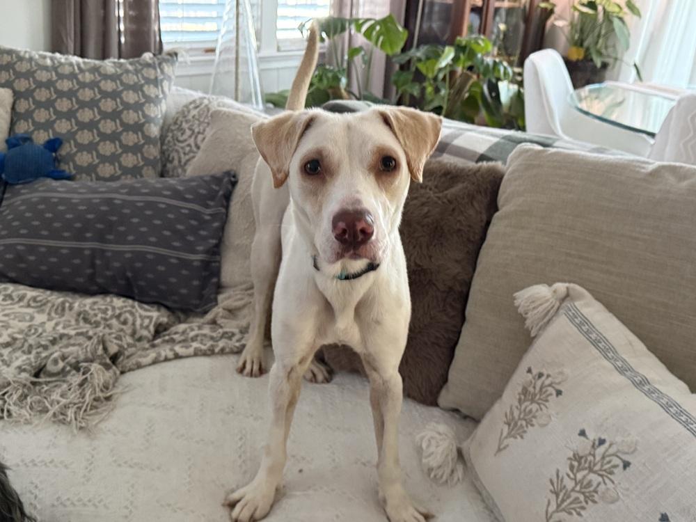 Enlarge Luna, a Adoptable mixed breed in North Reading, MA image 3/6