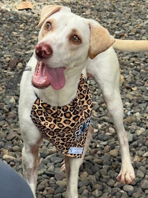 Enlarge Luna, a Adoptable mixed breed in North Reading, MA image 4/6