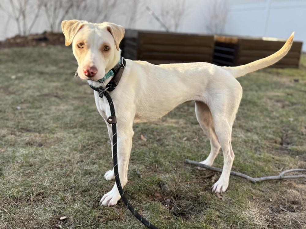 Luna, Adoptable, Adult Female Labrador Retriever.