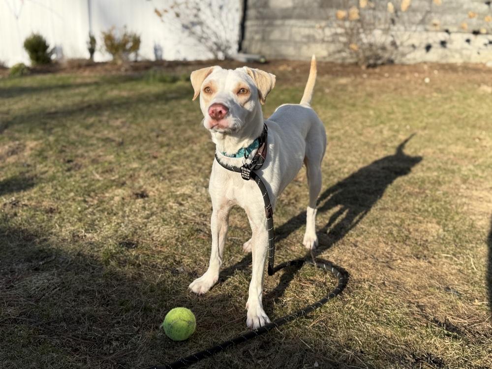 Enlarge Luna, a Adoptable mixed breed in North Reading, MA image 6/6