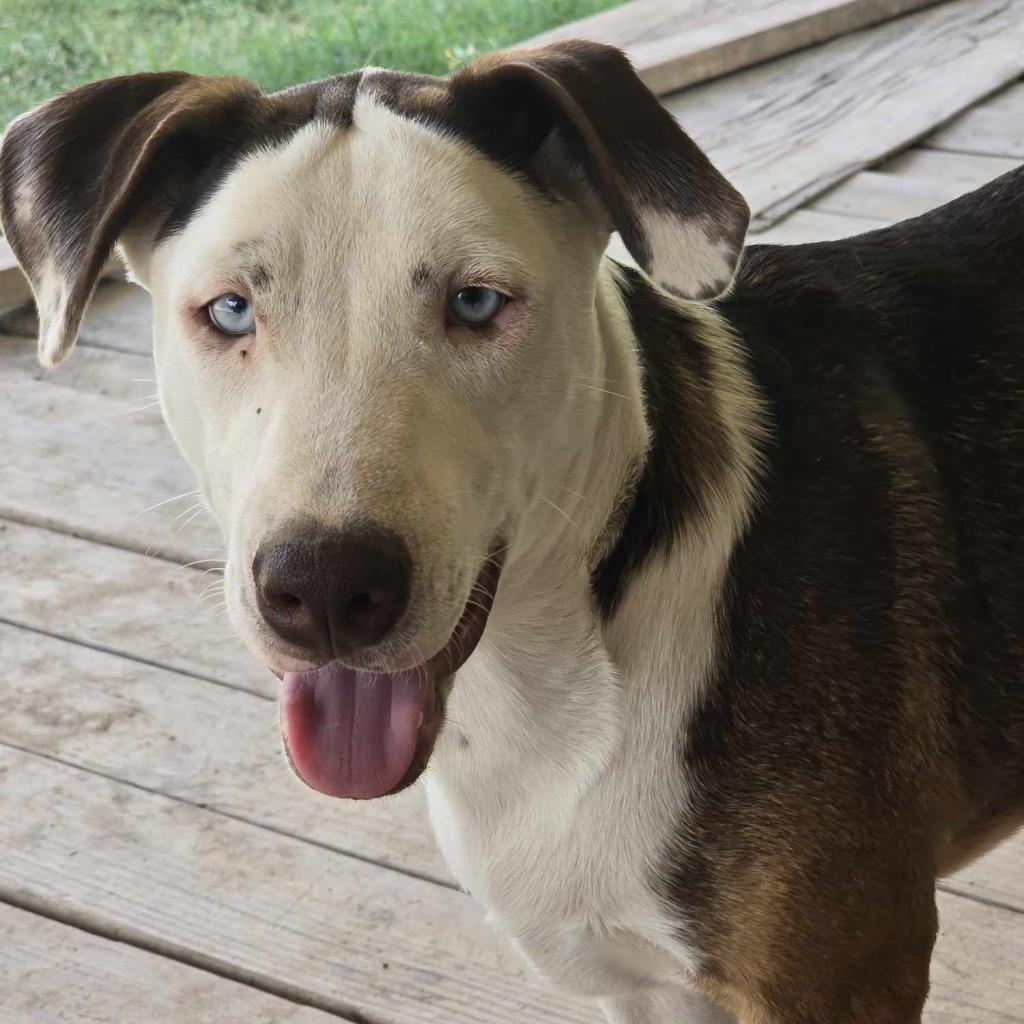Toffee, Young Male Catahoula Leopard Dog