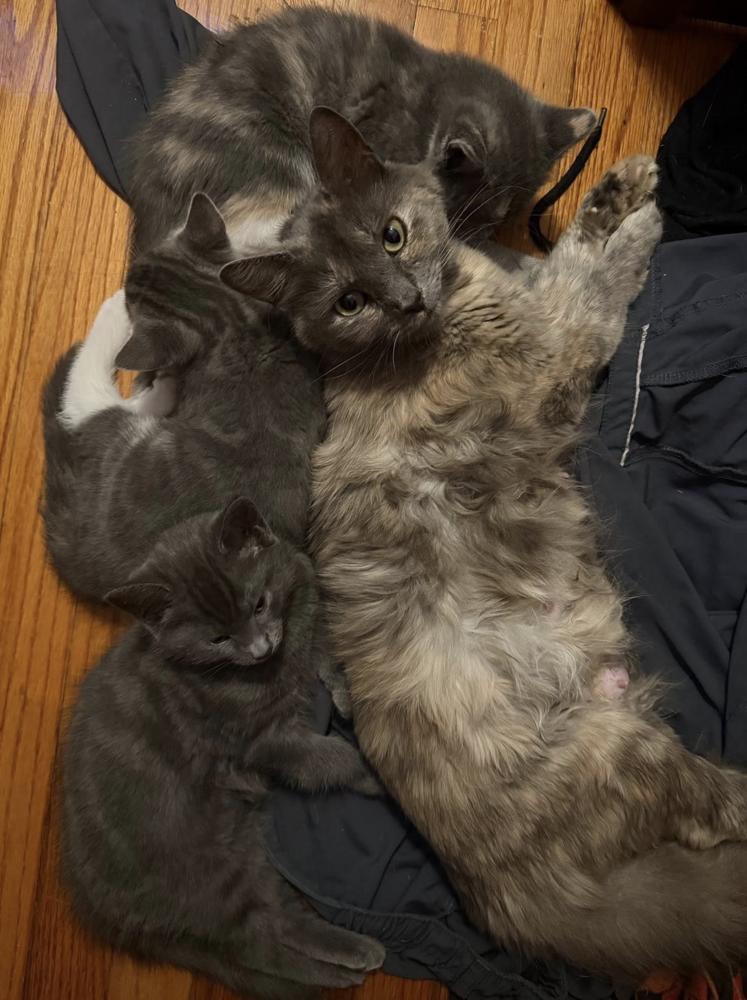 Rumours: Stevie Nicks, a Adoptable mixed breed in Warren, CT image 4/6