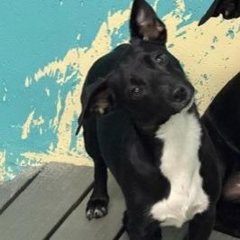 Louie, Adoptable, Adult Male Chihuahua.