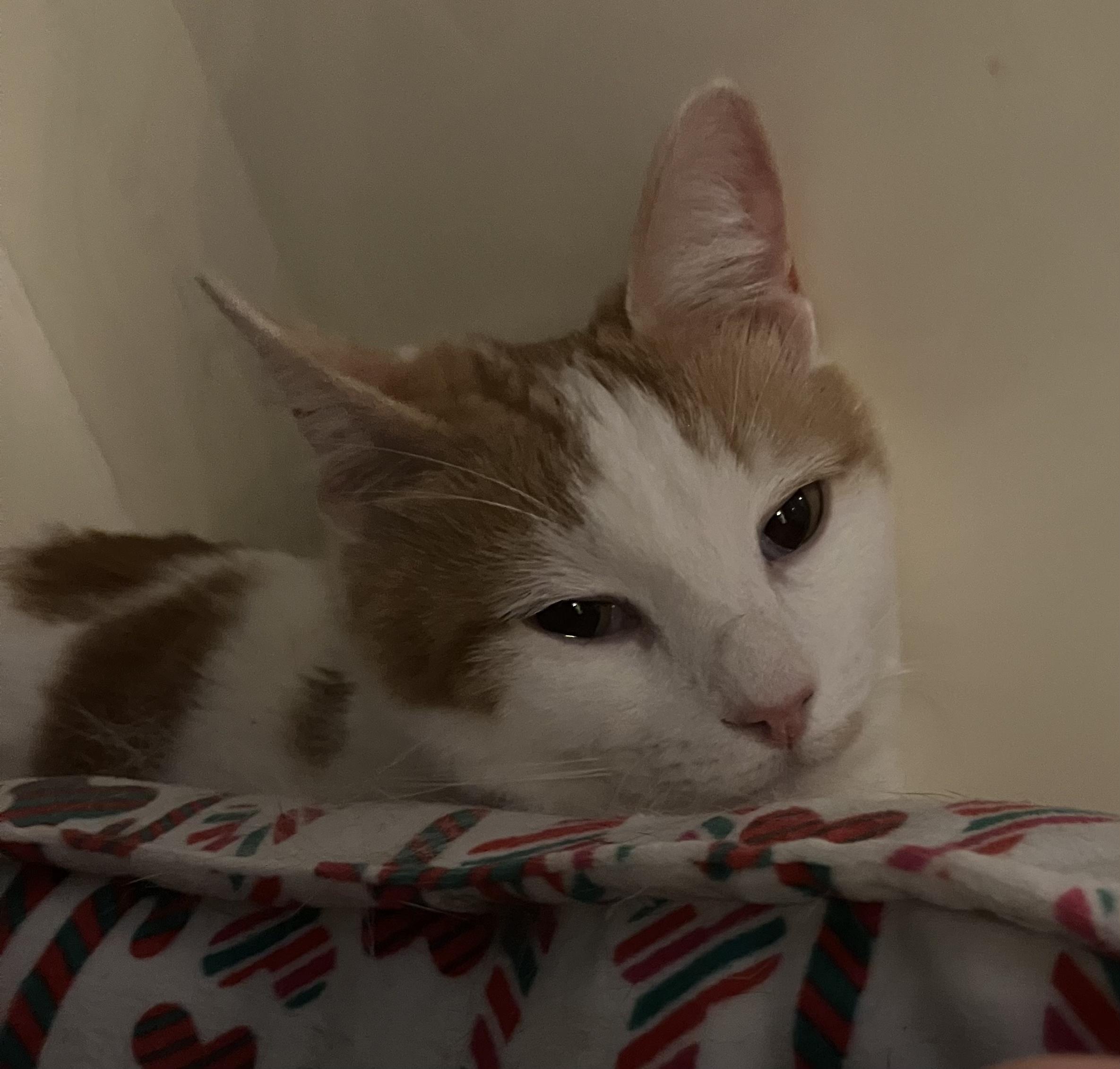 Enlarge Boba Tea, a Adoptable Domestic Medium Hair in San Leandro, CA image 2/4