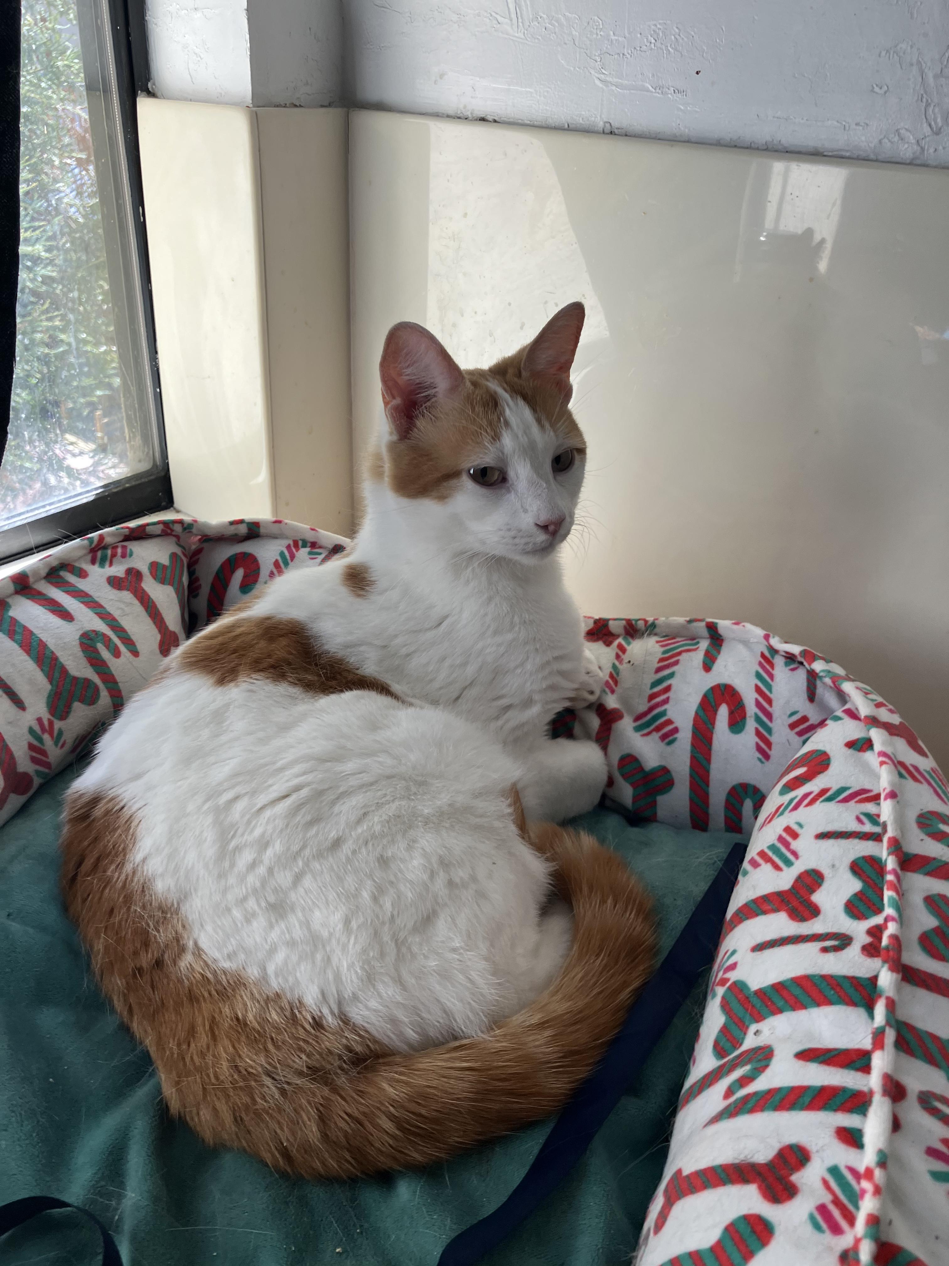 Enlarge Boba Tea, a Adoptable Domestic Medium Hair in San Leandro, CA image 1/4