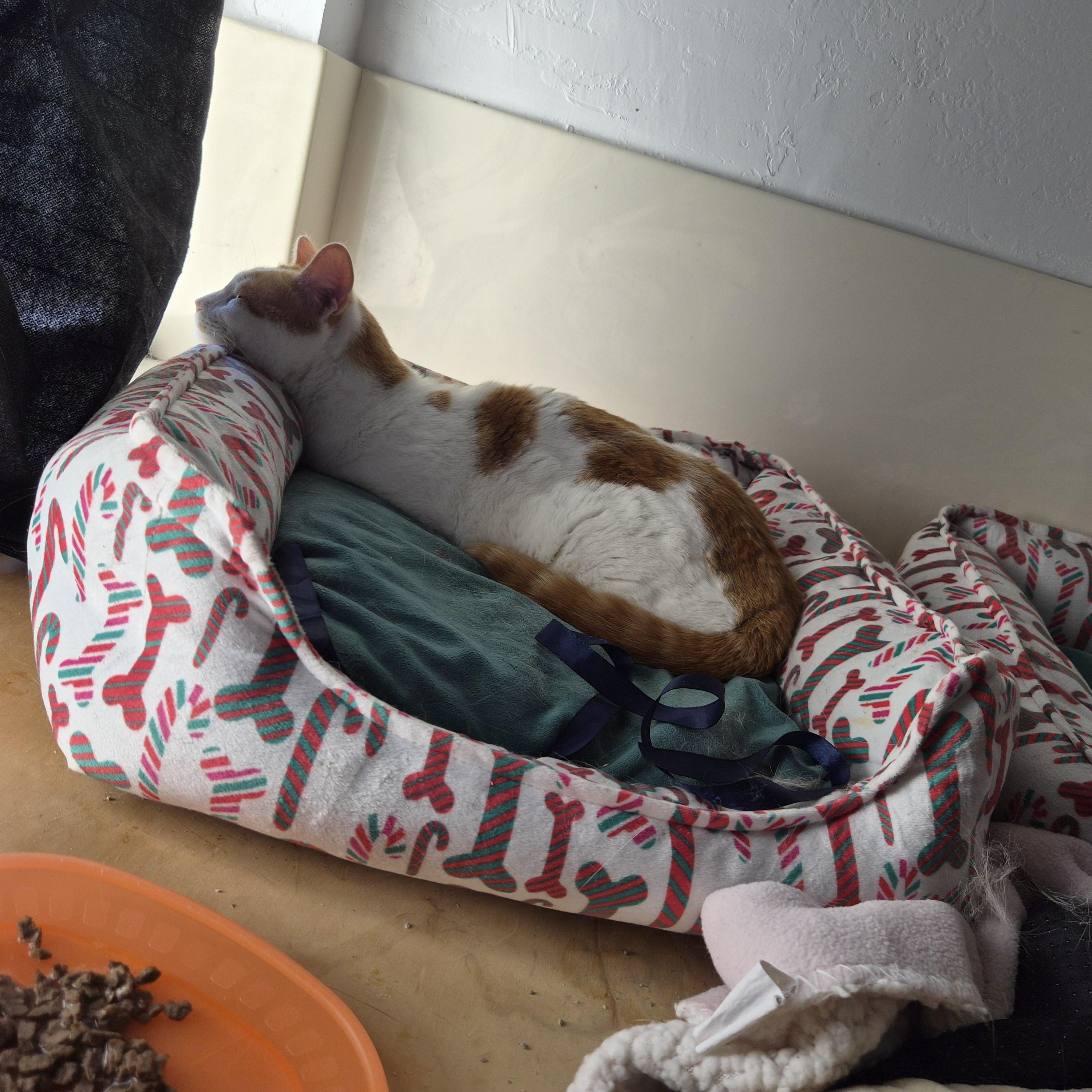 Enlarge Boba Tea, a Adoptable Domestic Medium Hair in San Leandro, CA image 3/4