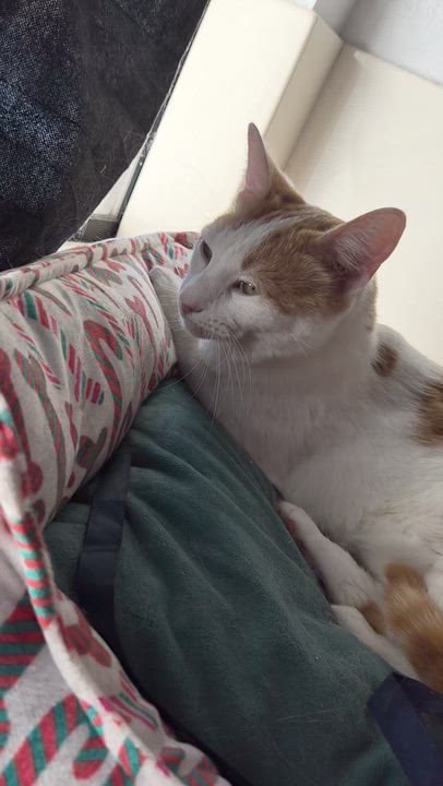 Enlarge Boba Tea, a Adoptable Domestic Medium Hair in San Leandro, CA video 4/4