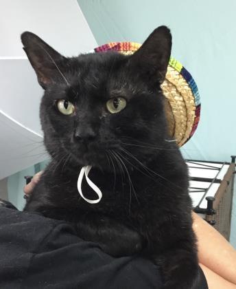 Enlarge Ferguson, a Adoptable Domestic Short Hair in Spartanburg, SC image 2/3