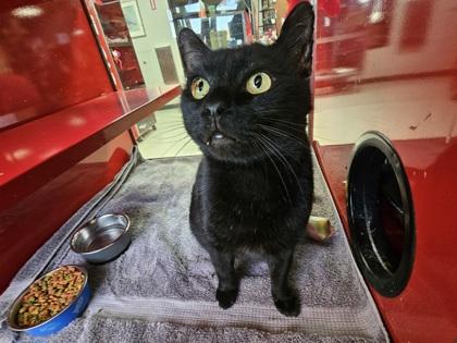 Enlarge Ferguson, a Adoptable Domestic Short Hair in Spartanburg, SC image 3/3