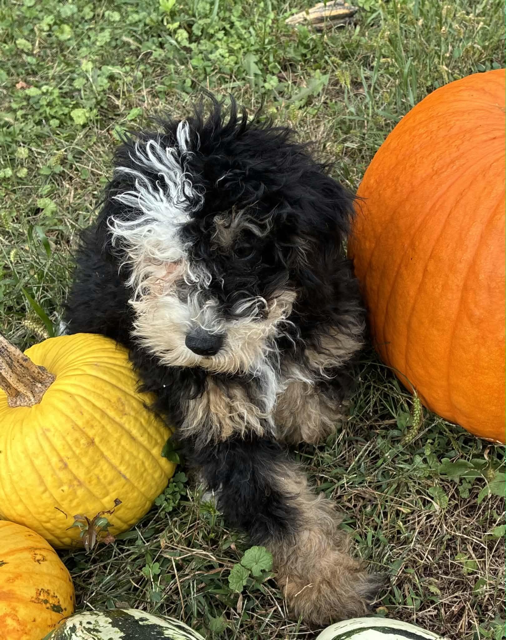 Taneka, Adoptable, Puppy Female Bernese Mountain Dog.