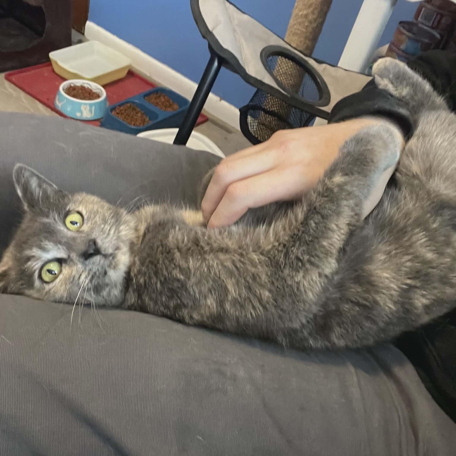 Enlarge Ella, an adopted Domestic Short Hair in Bellmawr, NJ image 3/5