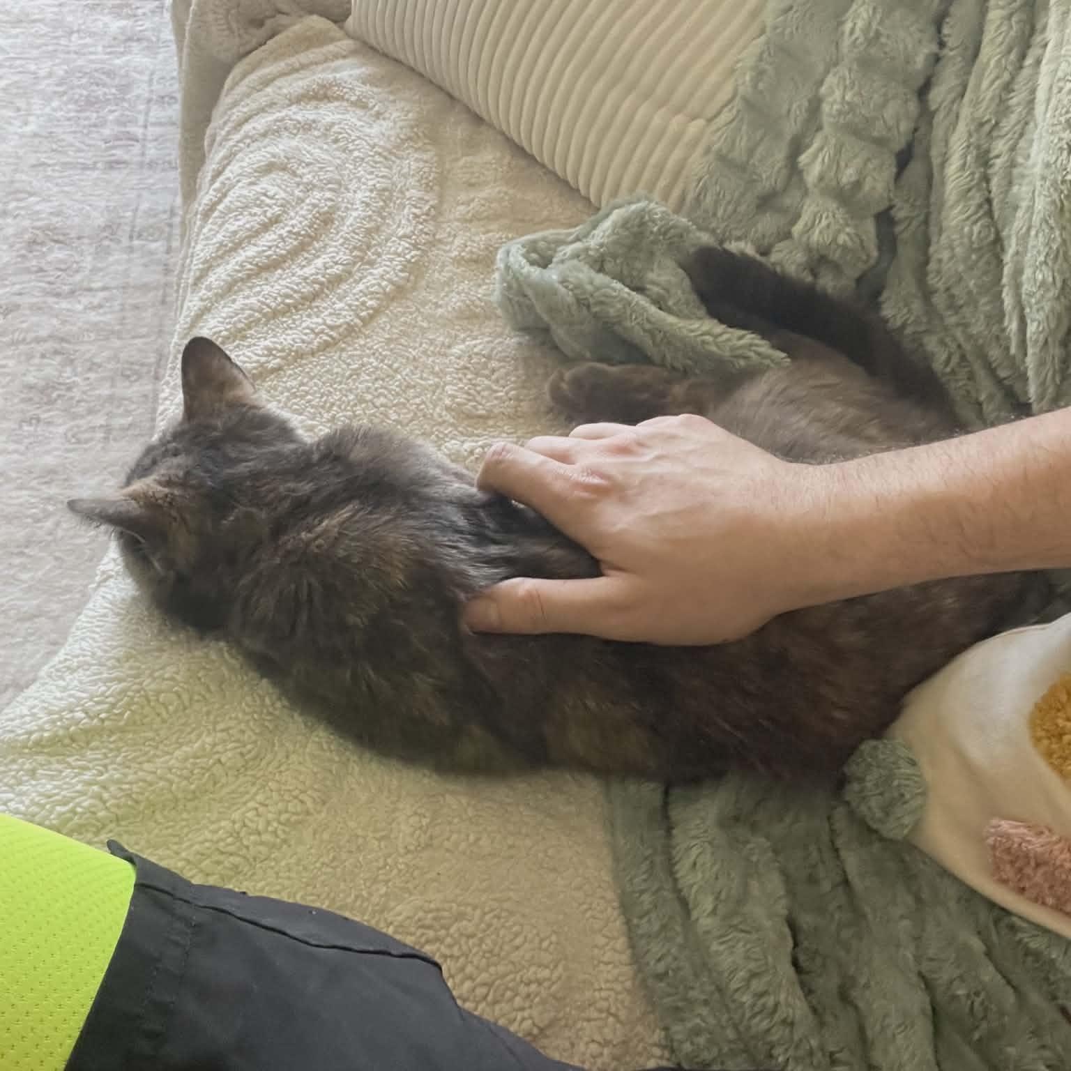 Enlarge Ella, an adopted Domestic Short Hair in Bellmawr, NJ image 5/5