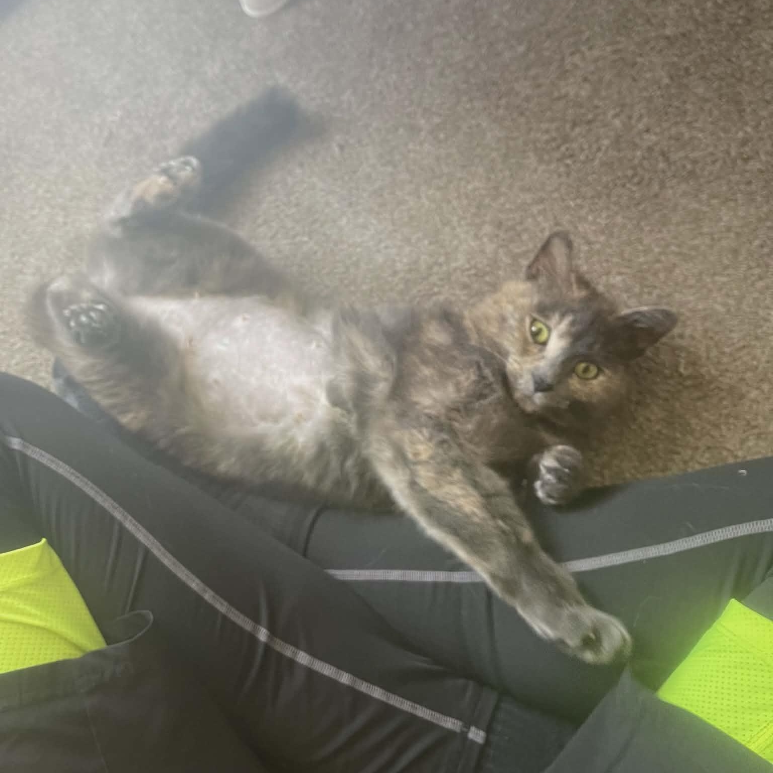 Enlarge Ella, an adopted Domestic Short Hair in Bellmawr, NJ image 4/5