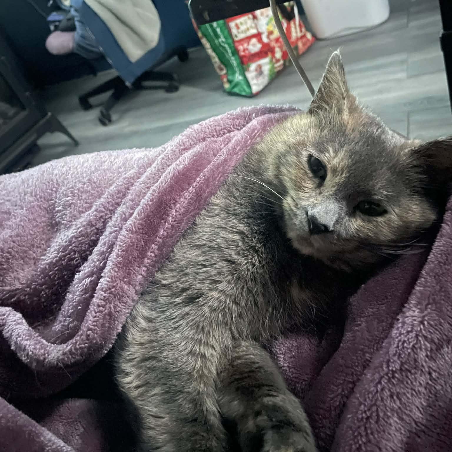 Enlarge Ella, an adopted Domestic Short Hair in Bellmawr, NJ image 2/5