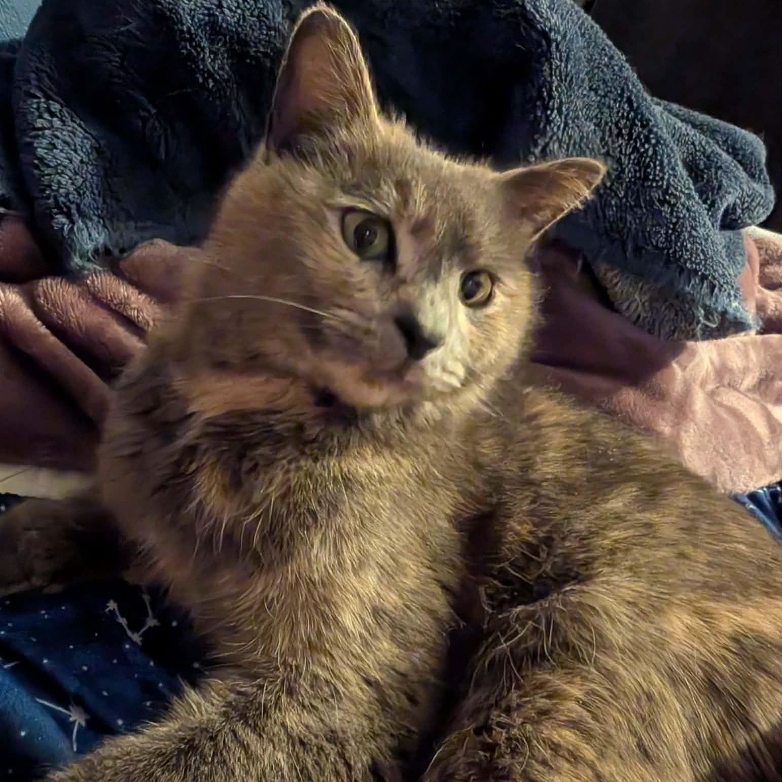 Ella, adopted, Young Female Domestic Short Hair.