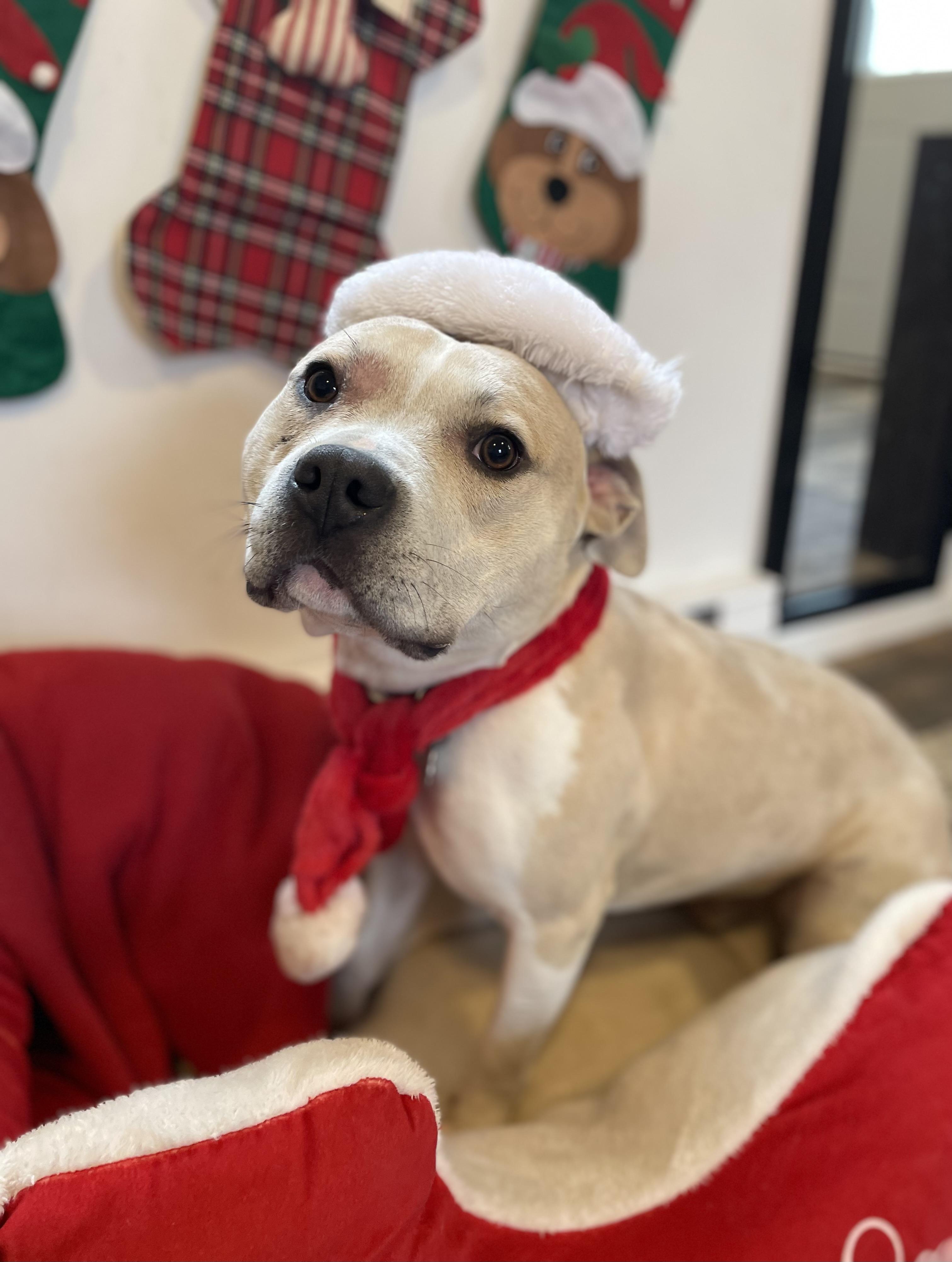 Neutron, a Adoptable mixed breed in Oxford, MI image 1/6