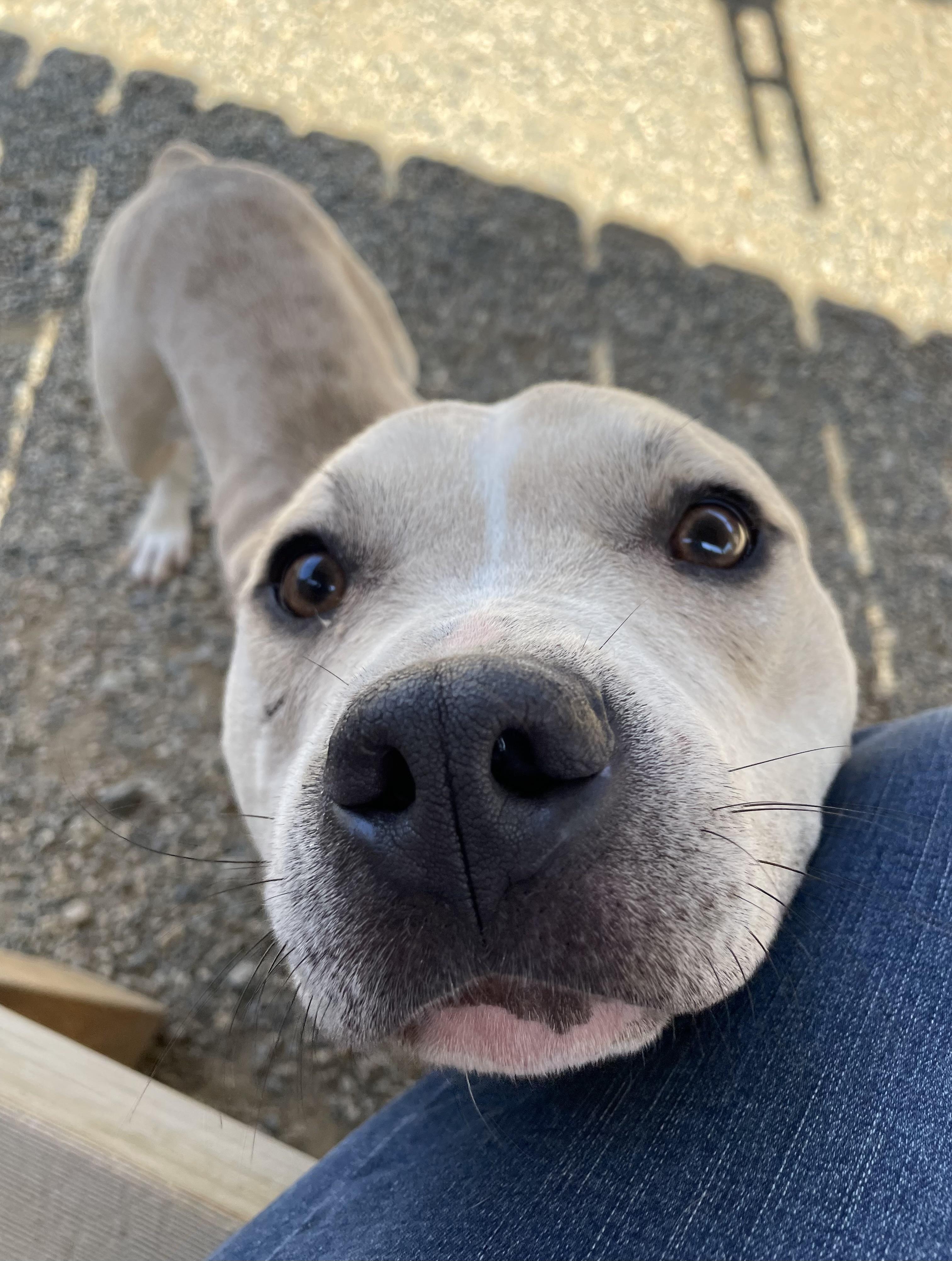 Enlarge Neutron, a Adoptable mixed breed in Oxford, MI image 1/6