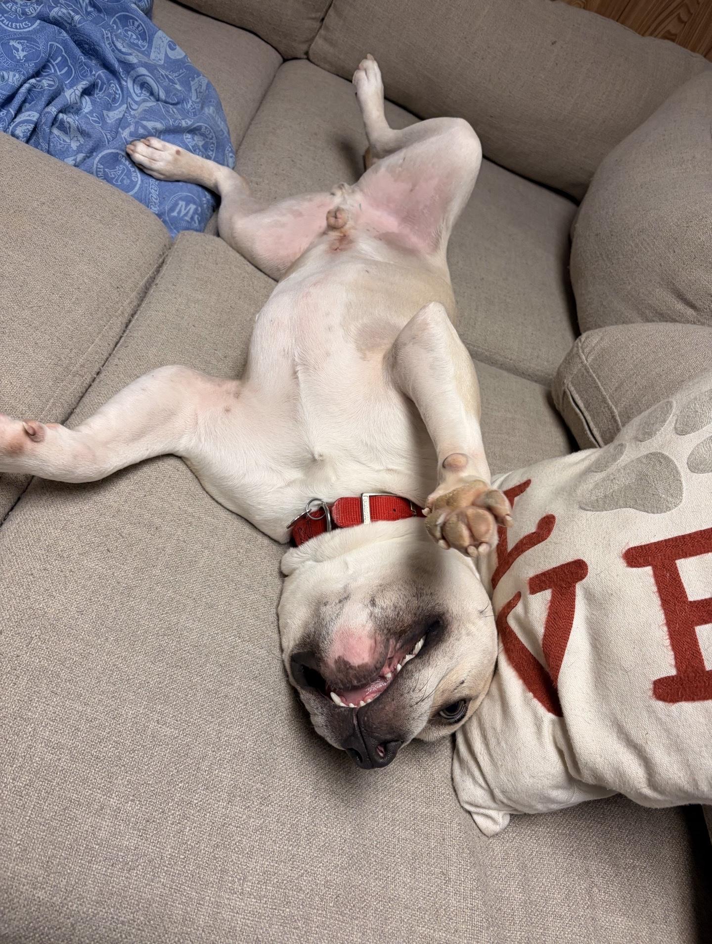 Enlarge Neutron, a Adoptable mixed breed in Oxford, MI image 4/6