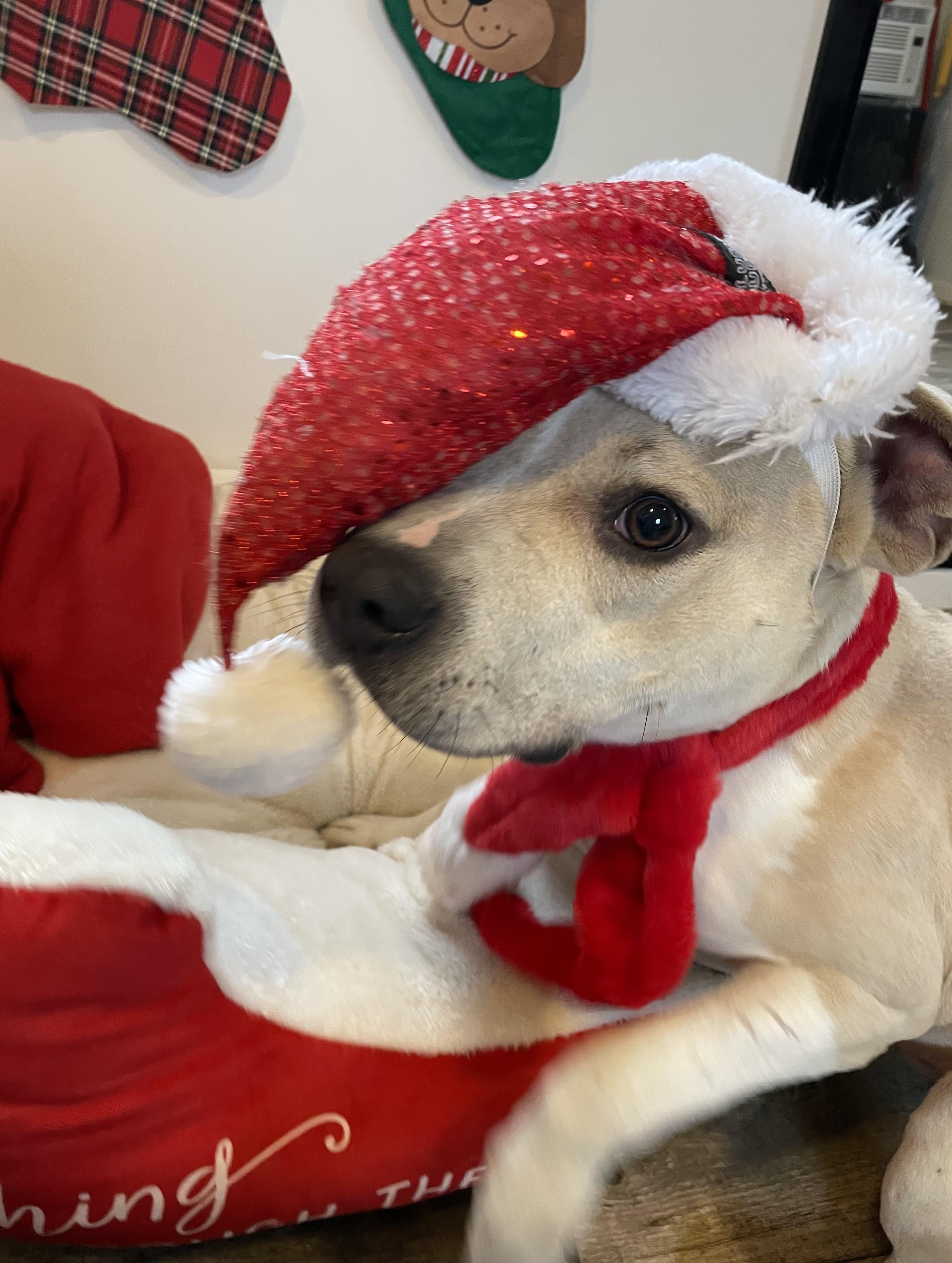 Neutron, a Adoptable mixed breed in Oxford, MI image 2/6