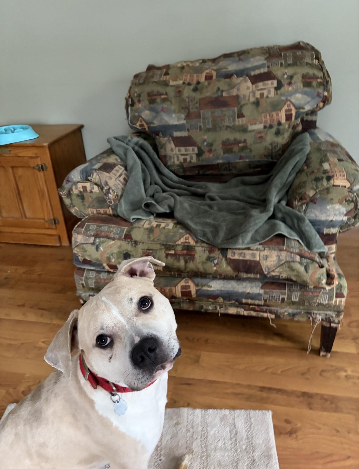 Enlarge Neutron, a Adoptable mixed breed in Oxford, MI image 3/6