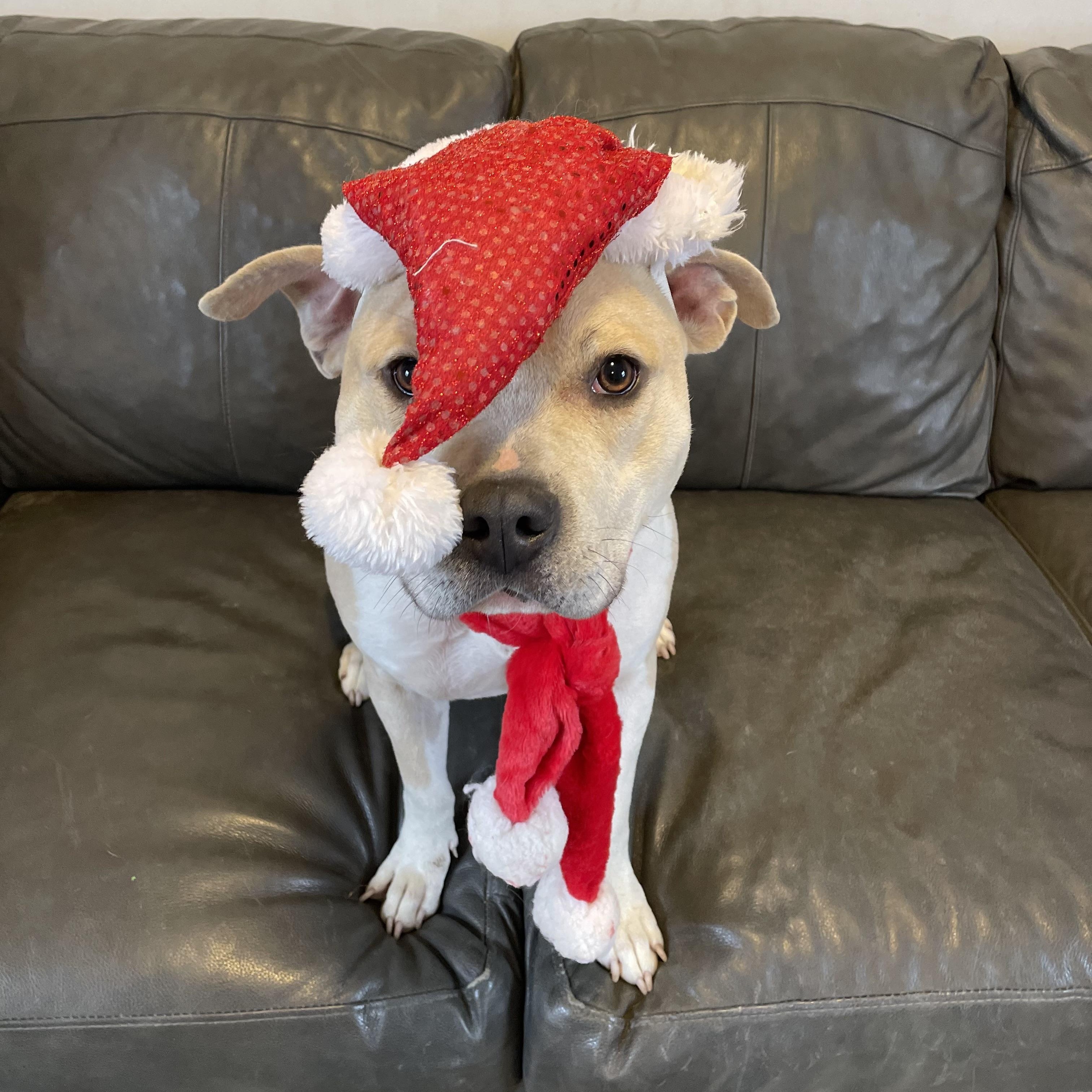 Neutron, a Adoptable mixed breed in Oxford, MI image 3/6