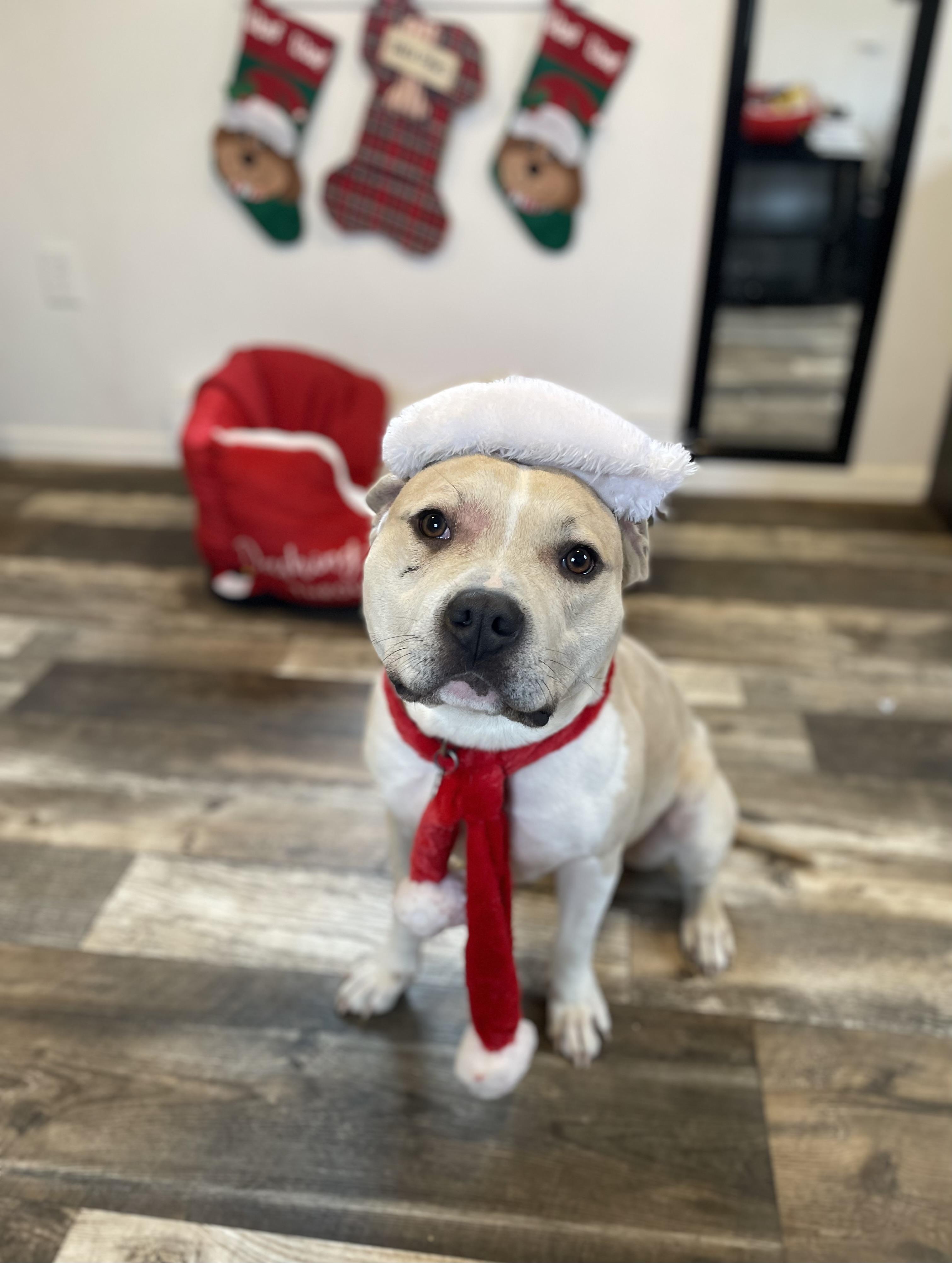 Neutron, a Adoptable mixed breed in Oxford, MI image 4/6