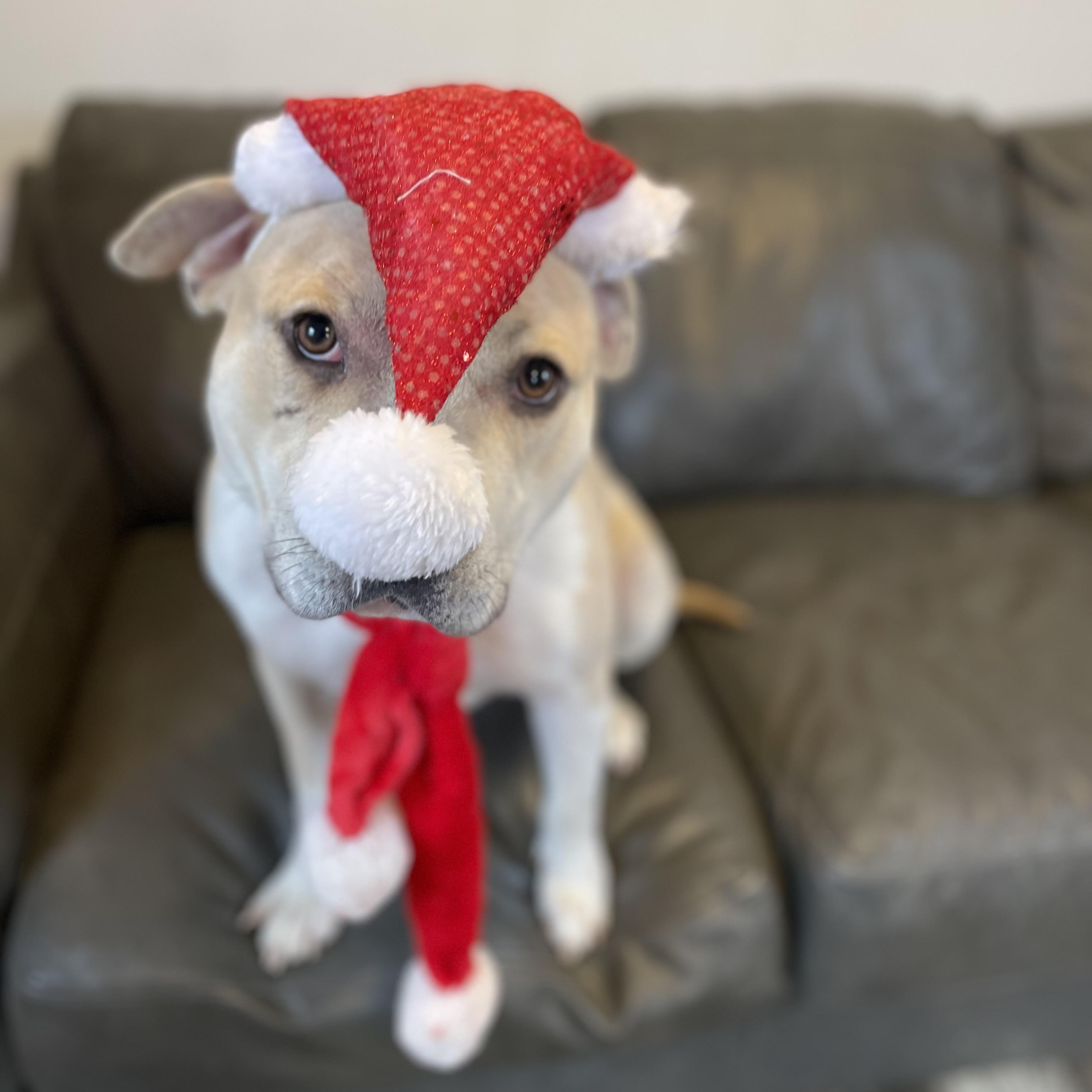 Neutron, a Adoptable mixed breed in Oxford, MI image 5/6