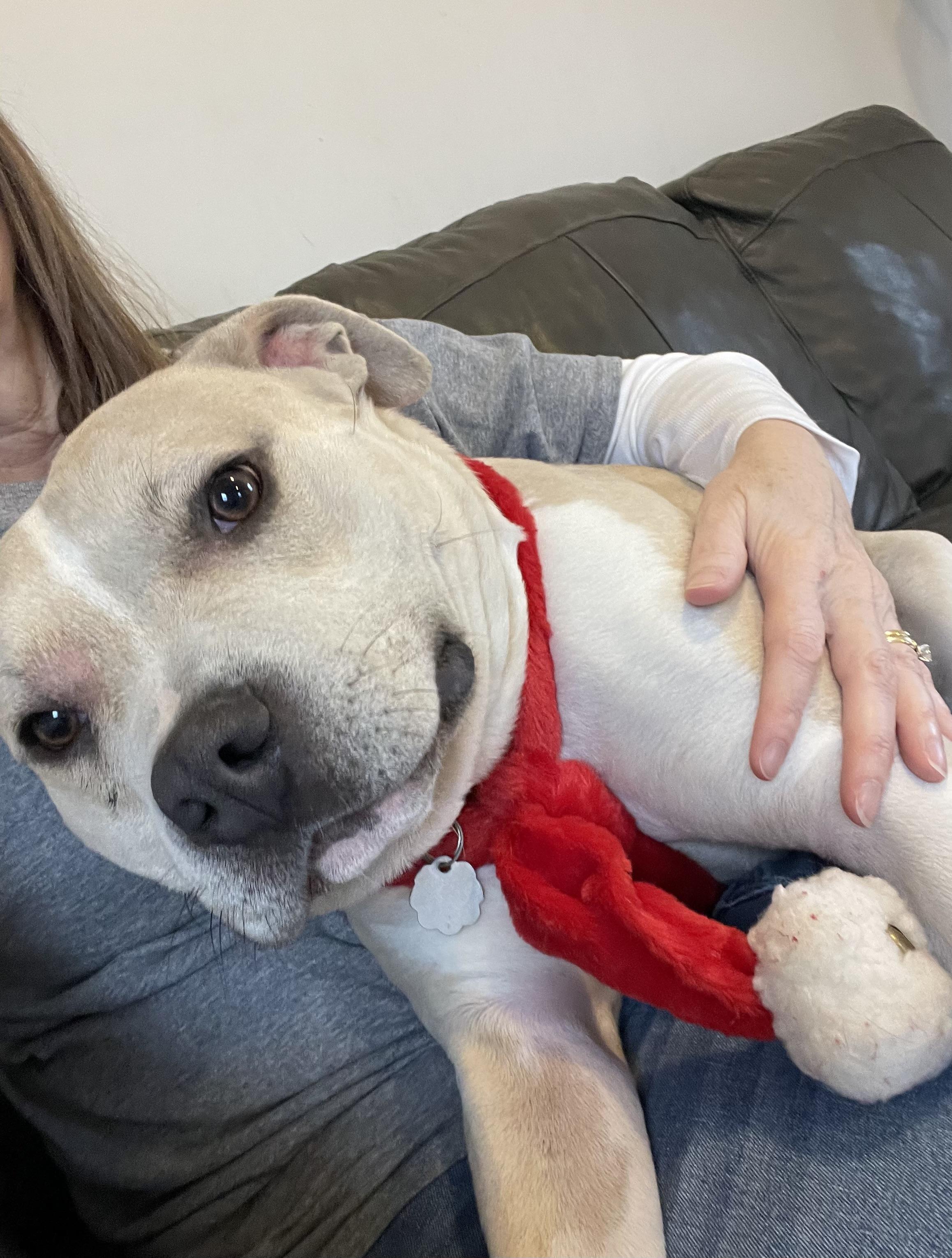 Neutron, a Adoptable mixed breed in Oxford, MI image 6/6