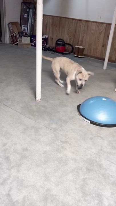 Enlarge Neutron, a Adoptable mixed breed in Oxford, MI video 6/6