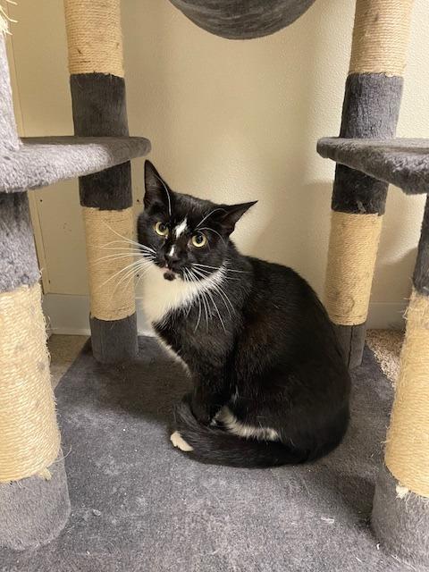 Enlarge ASNER, a Adoptable mixed breed in Sandusky, OH image 1/1