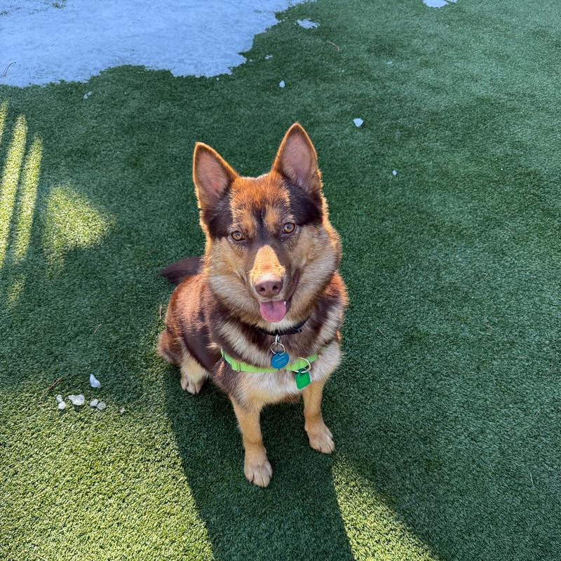 Enlarge Ursula, a ADOPTABLE Mixed Breed in Truckee, CA image 3/5