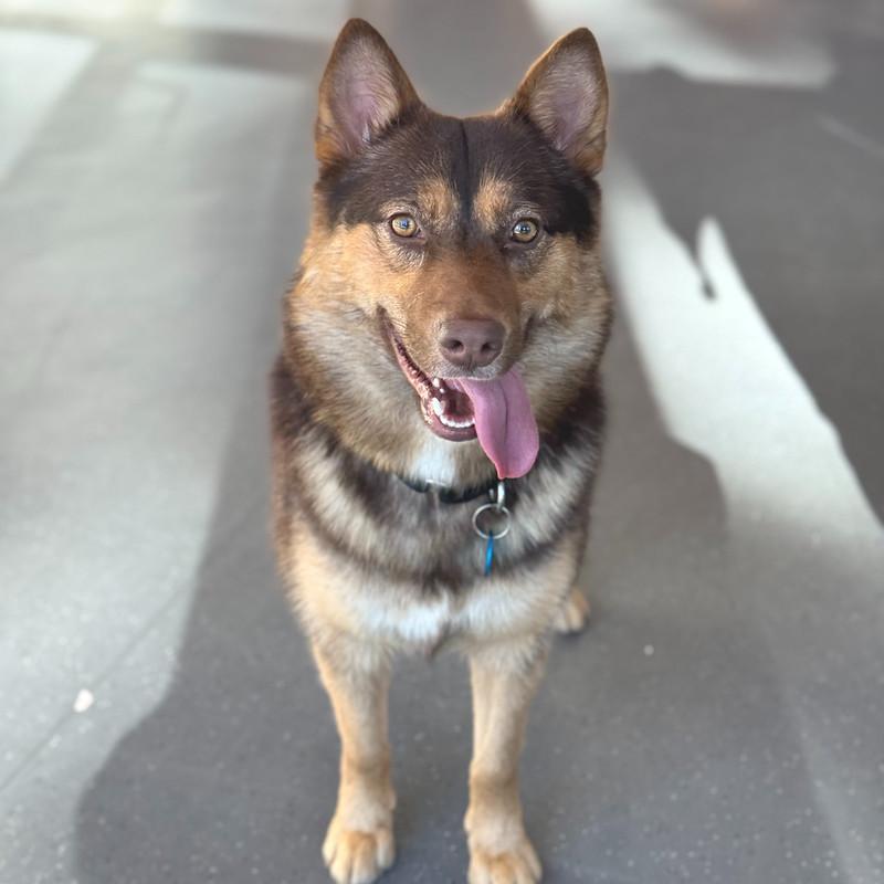 Enlarge Ursula, a ADOPTABLE Mixed Breed in Truckee, CA image 1/5