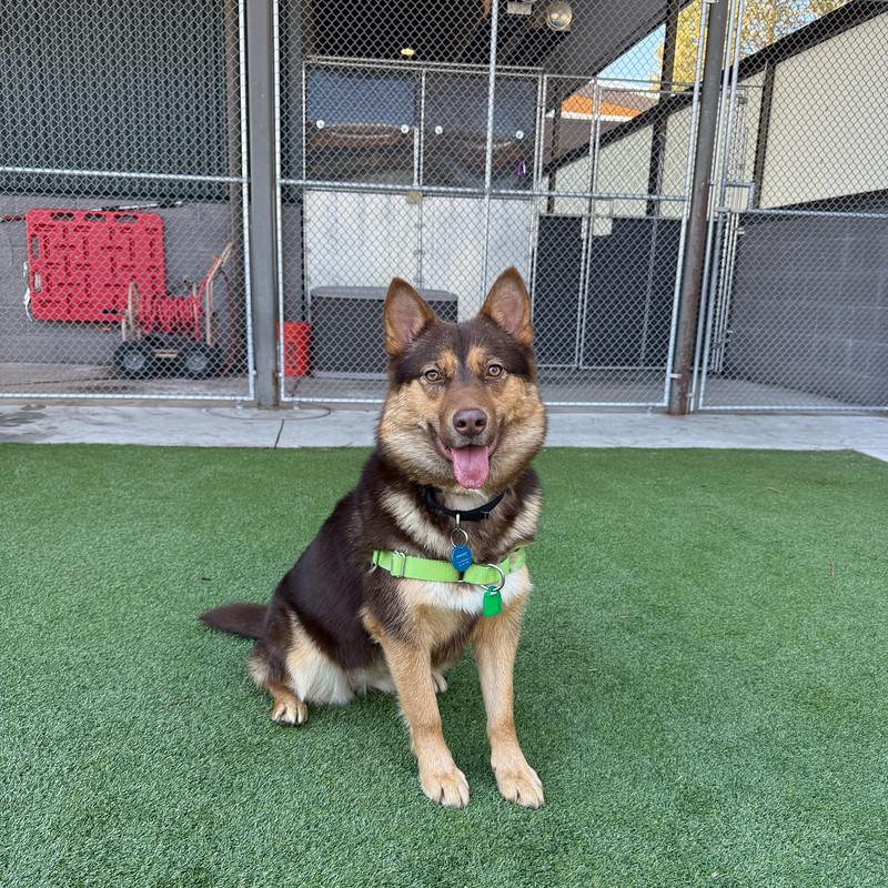 Enlarge Ursula, a ADOPTABLE Mixed Breed in Truckee, CA image 5/5