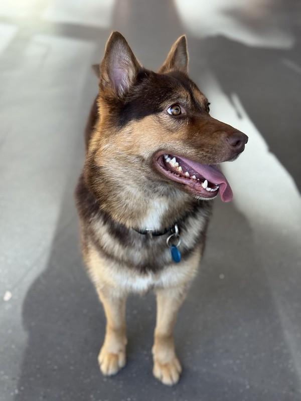 Enlarge Ursula, a ADOPTABLE Mixed Breed in Truckee, CA image 4/5