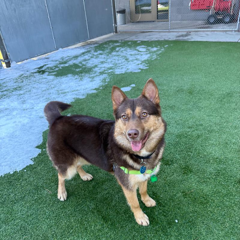 Enlarge Ursula, a ADOPTABLE Mixed Breed in Truckee, CA image 2/5