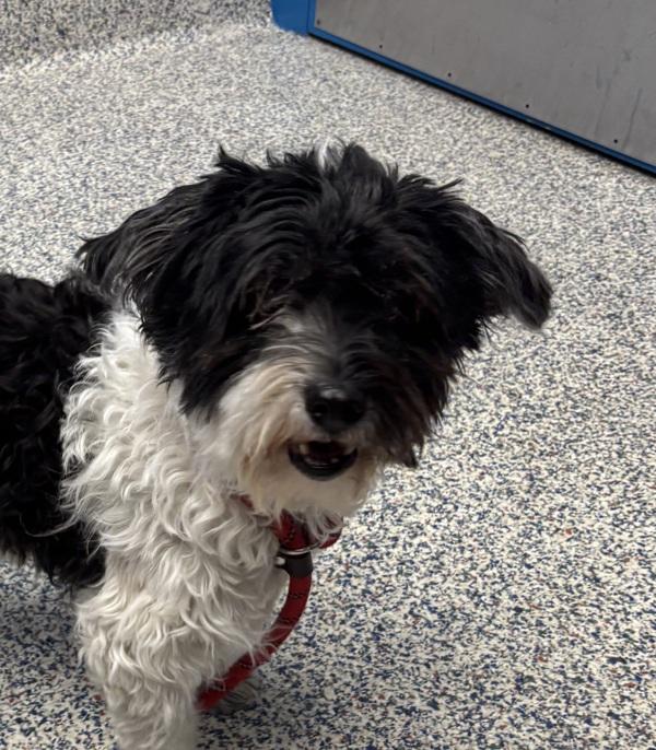 Ella, Adoptable, Senior Female Havanese.