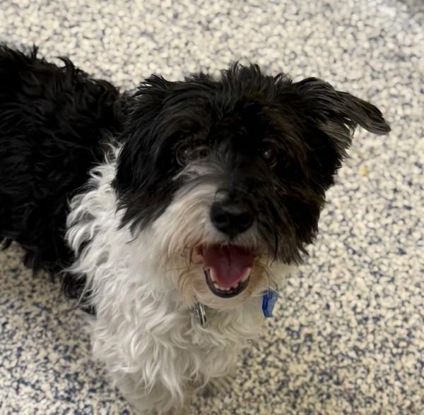 Ella, a Adoptable mixed breed in Golden, CO image 2/2