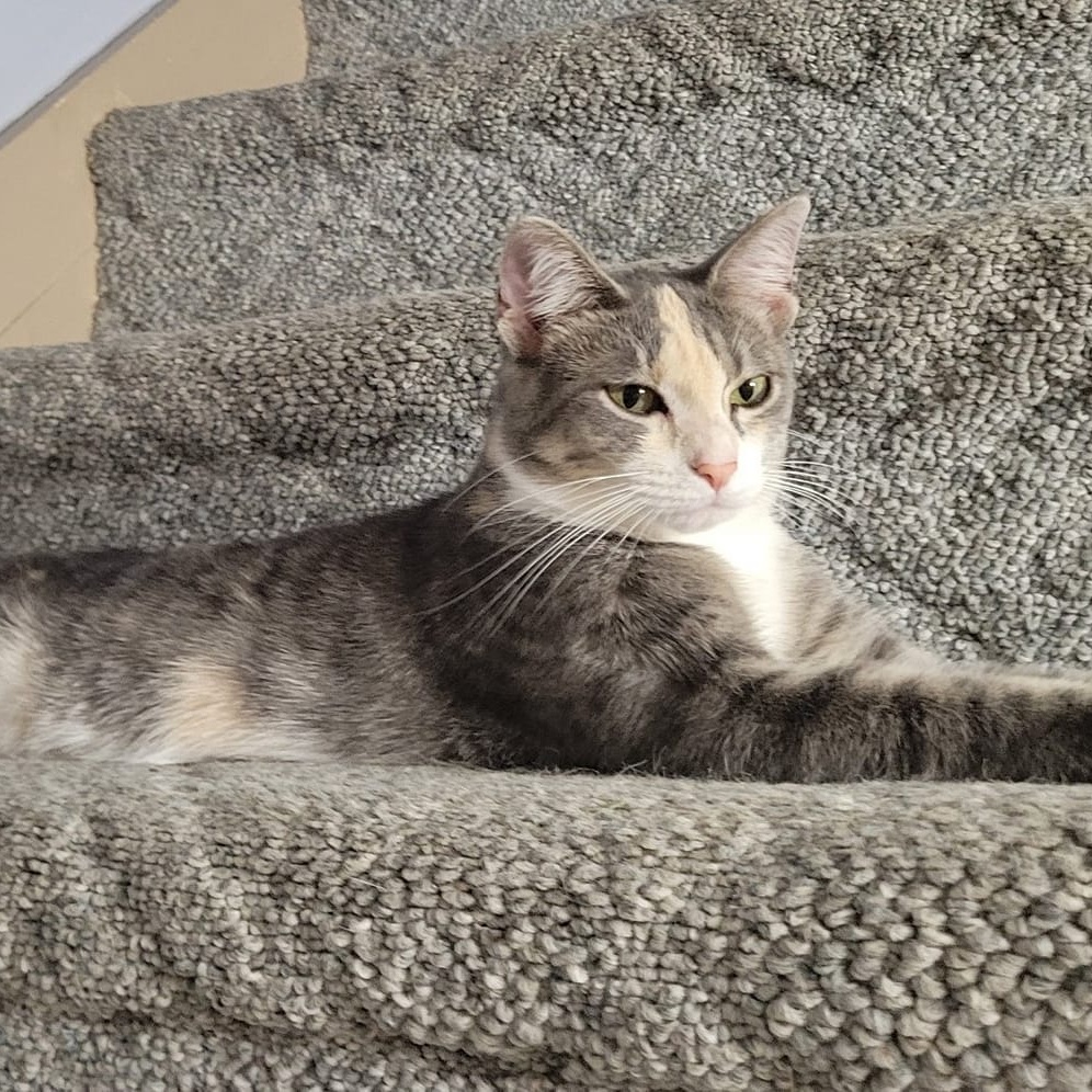 Enlarge Shy, a Adoptable mixed breed in Fort Ripley, MN image 4/5