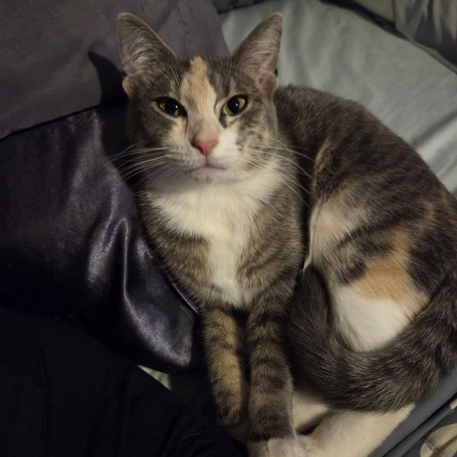 Enlarge Shy, a Adoptable mixed breed in Fort Ripley, MN image 2/5