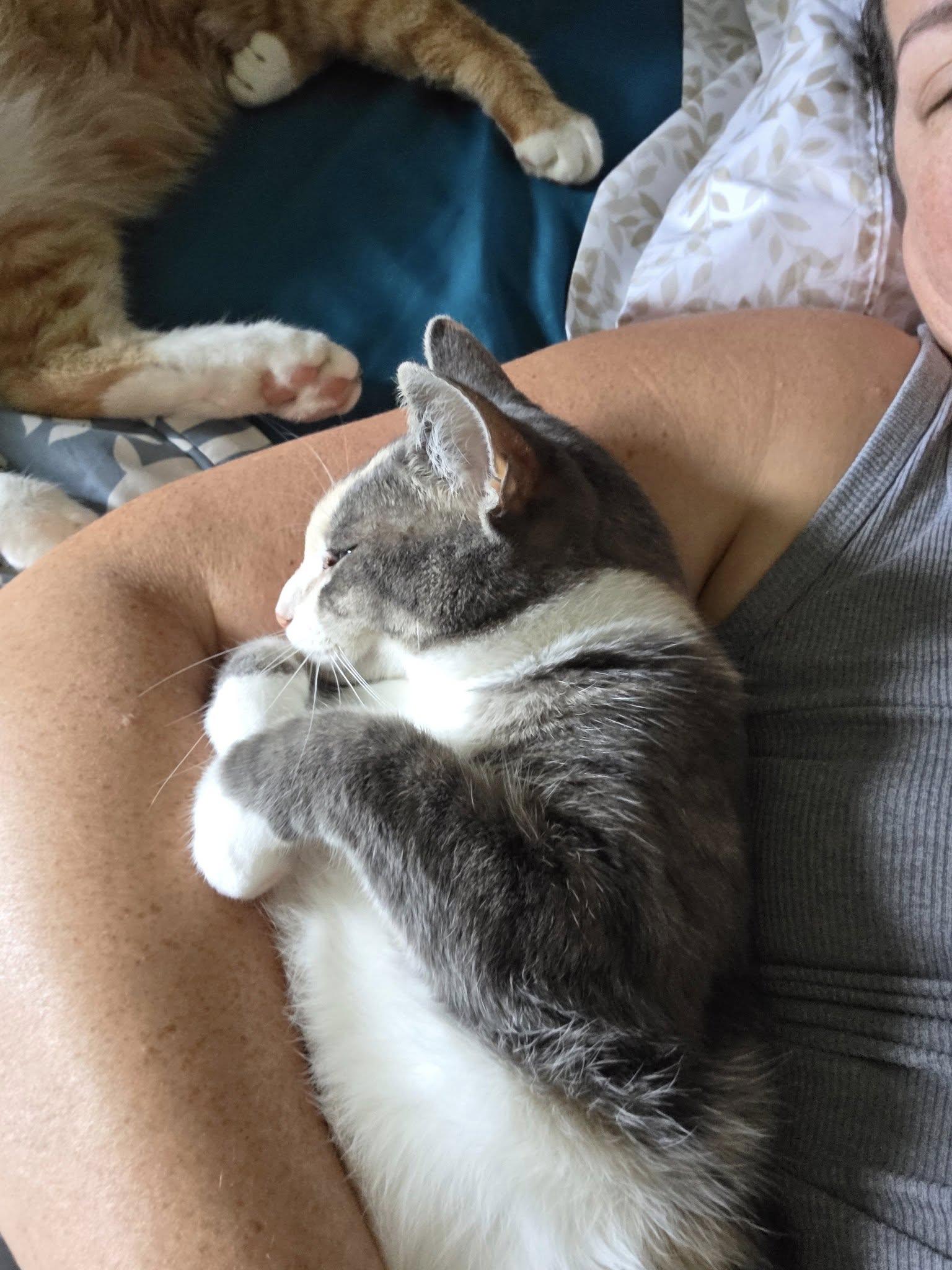 Enlarge Shy, a Adoptable mixed breed in Fort Ripley, MN image 5/5