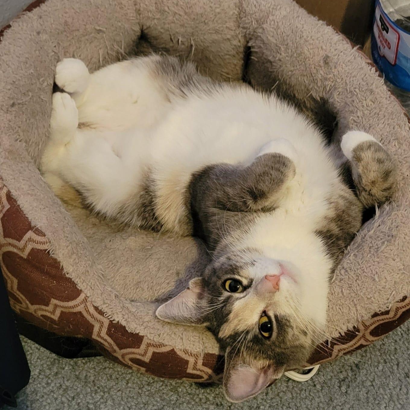 Enlarge Shy, a Adoptable mixed breed in Fort Ripley, MN image 3/5