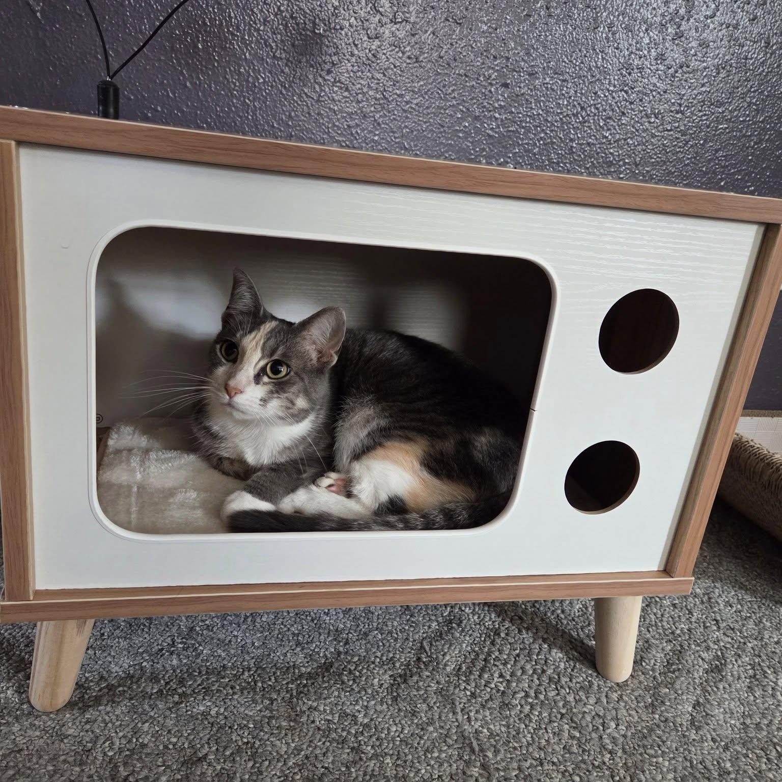 Shy, Adoptable, Adult Female Domestic Short Hair.