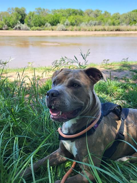 DBOW, Adoptable, Young Male Pit Bull Terrier & Mixed Breed.