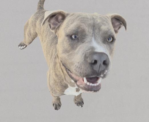 DBOW, Adoptable, Young Male Pit Bull Terrier & Mixed Breed.